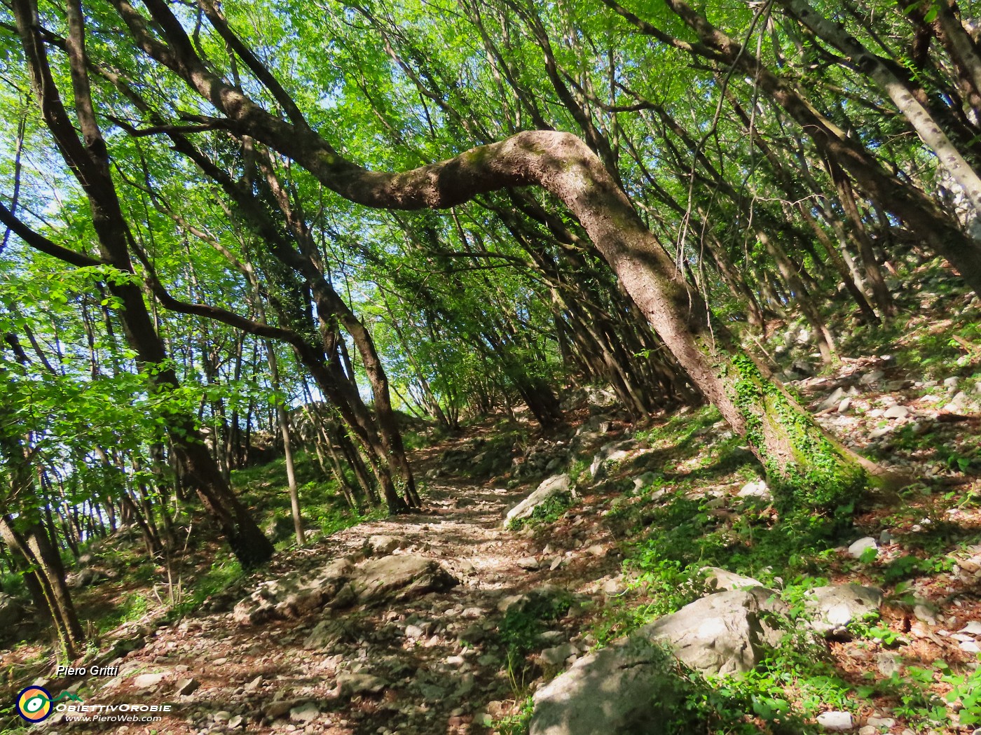 06 Sul sent. 571 nel bel bosco di carpini neri piegati a valle.JPG